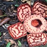 Rafflesia Hasseltii Mekar di Sumatra, Langka Setelah 13 Tahun