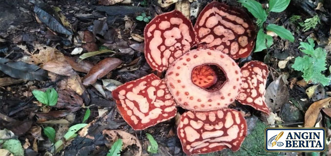 Rafflesia Hasseltii Mekar di Sumatra, Langka Setelah 13 Tahun