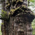 Akhir Pohon Prometheus, Pohon Tertua 4.900 Tahun yang Dikorbankan demi Ilmu