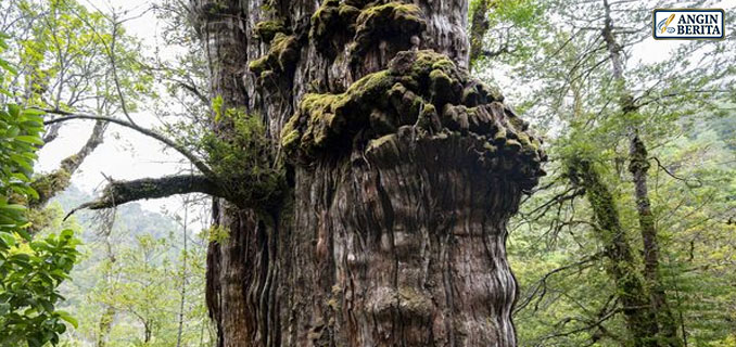 Akhir Pohon Prometheus, Pohon Tertua 4.900 Tahun yang Dikorbankan demi Ilmu