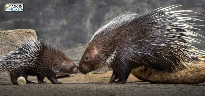 Darwanto Dipidana karena Pelihara Landak Jawa, Pakar Hukum Nilai Terlalu Lebai