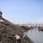 Limbah Cangkang Kerang Cemari Air dan Ganggu Ekosistem Pesisir Jakarta Utara