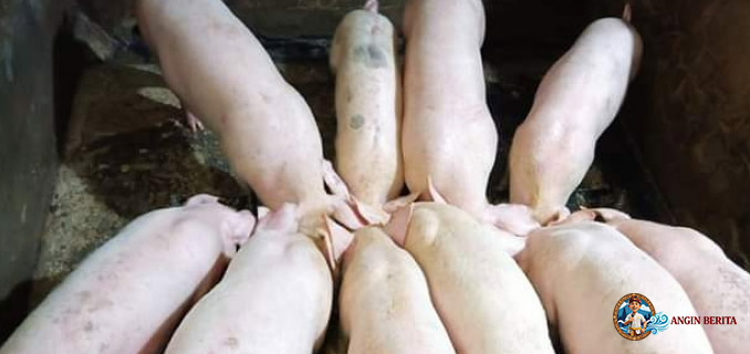 Babi Ilegal Masuk Nias Lewat Pelabuhan Tikus, Ratusan Dimusnahkan